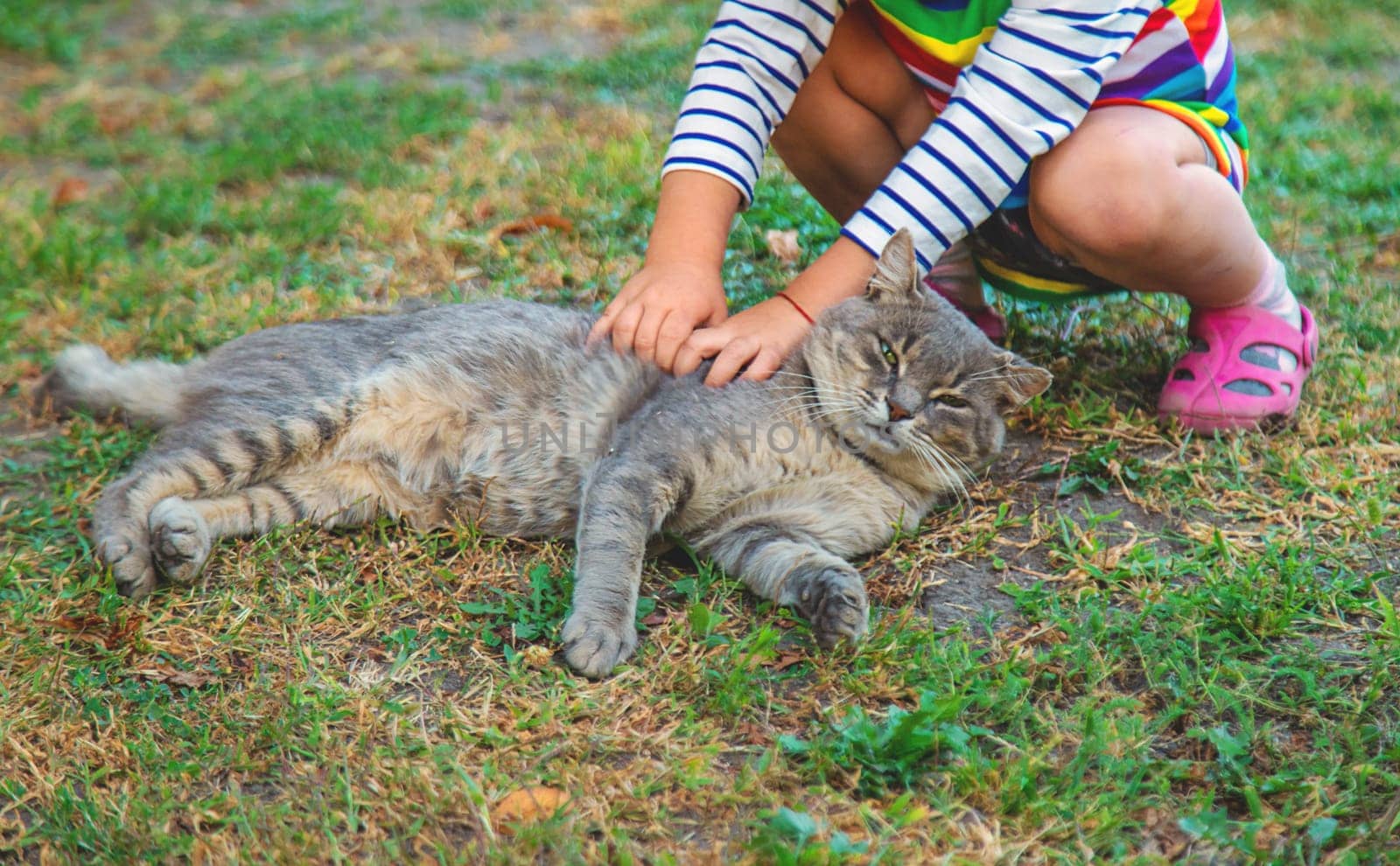child plays with a cat in nature. Selective focus. by yanadjana