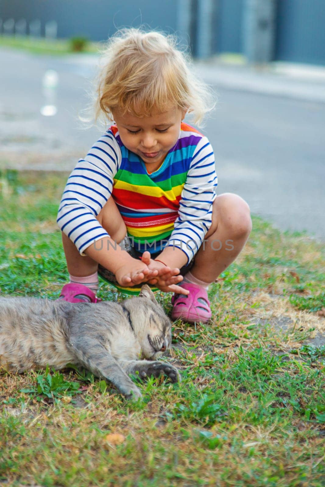 child plays with a cat in nature. Selective focus. kid.