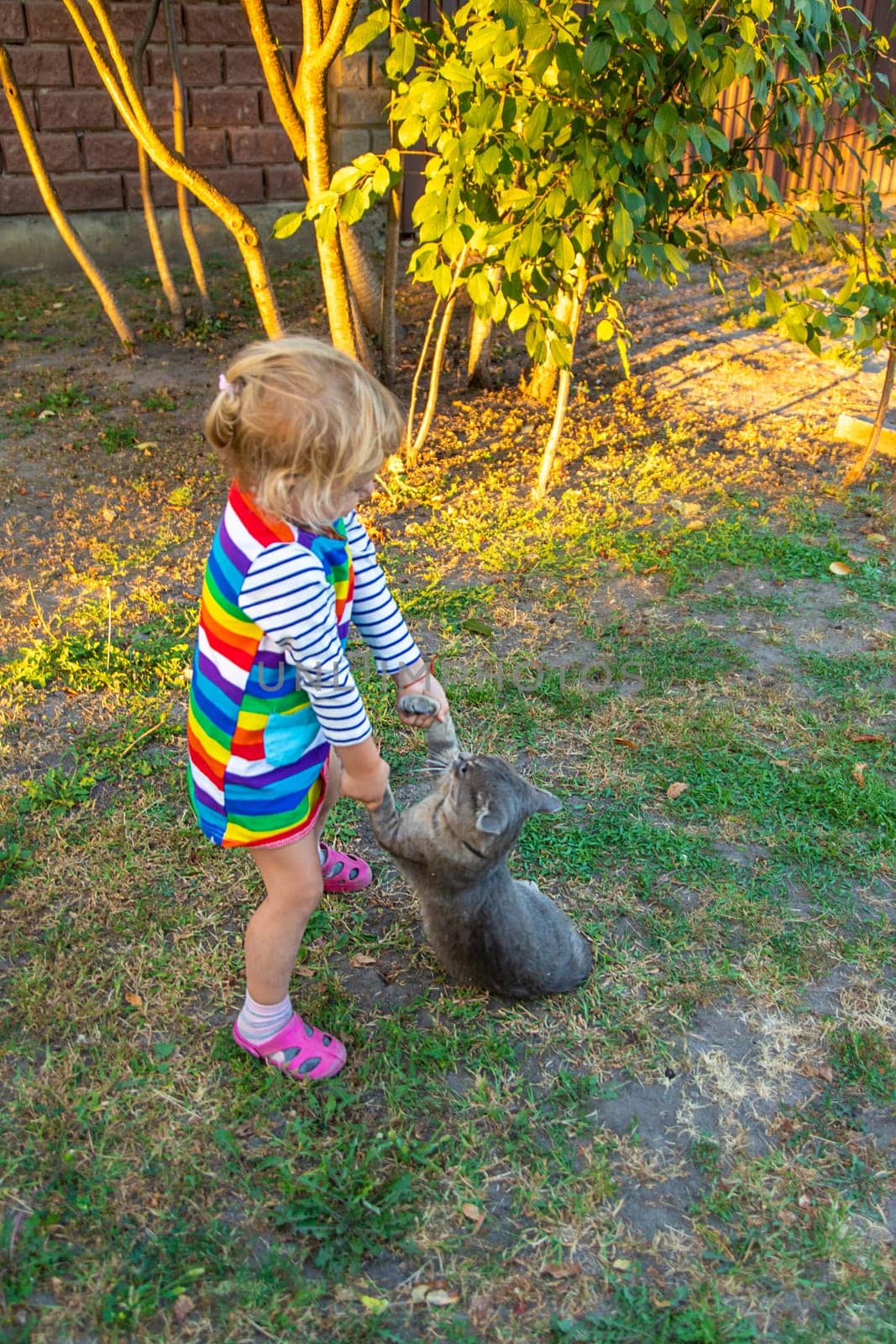 child plays with a cat in nature. Selective focus. kid.