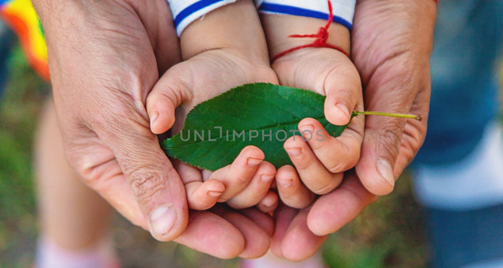 children and parents hold a piece of leaf in their hands. Selective focus. by yanadjana