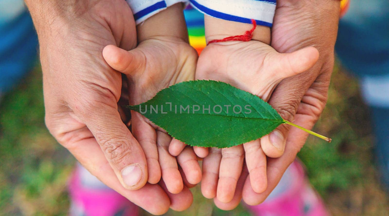 children and parents hold a piece of leaf in their hands. Selective focus. Kids.