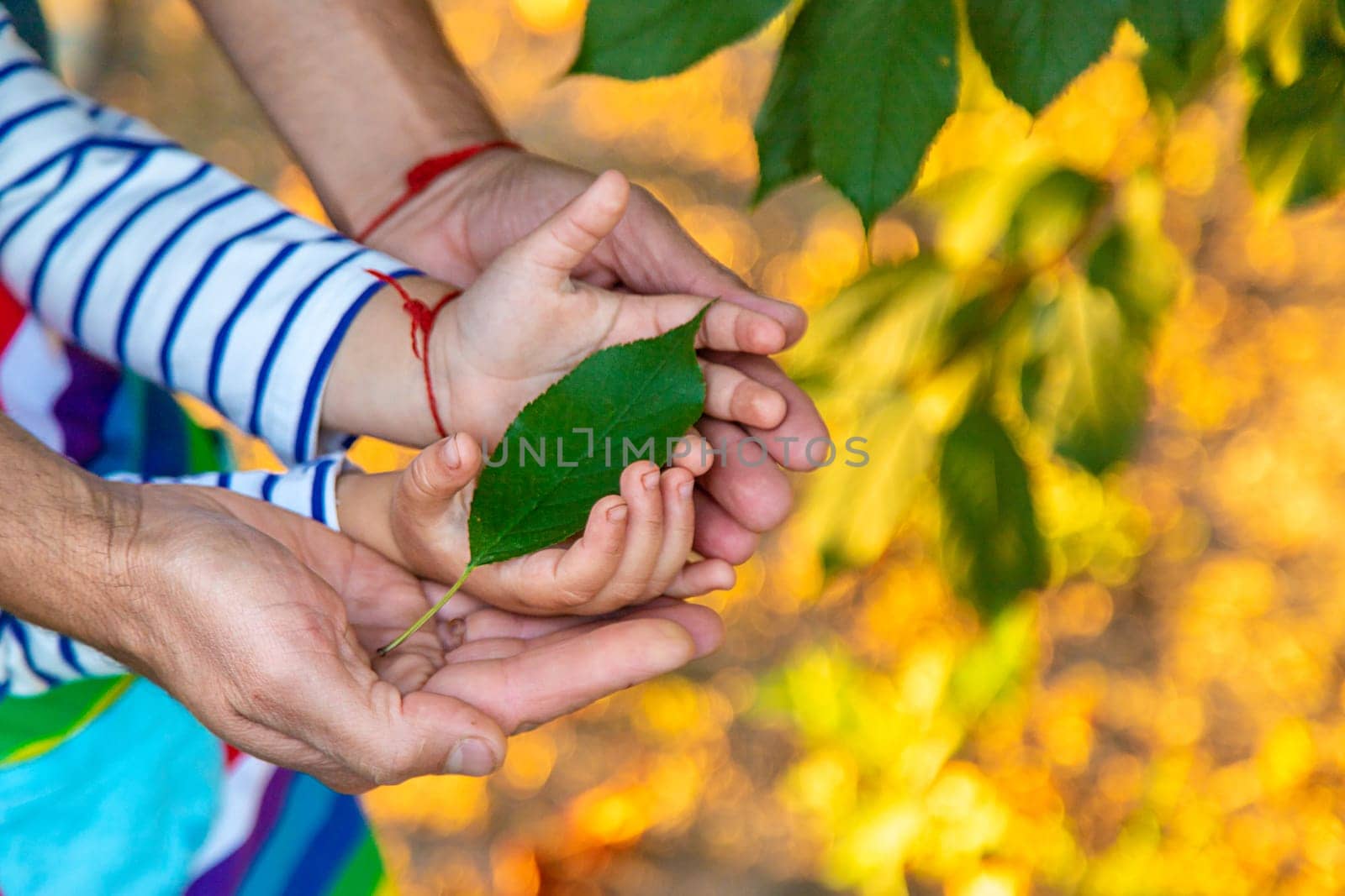 children and parents hold a piece of leaf in their hands. Selective focus. Kids.