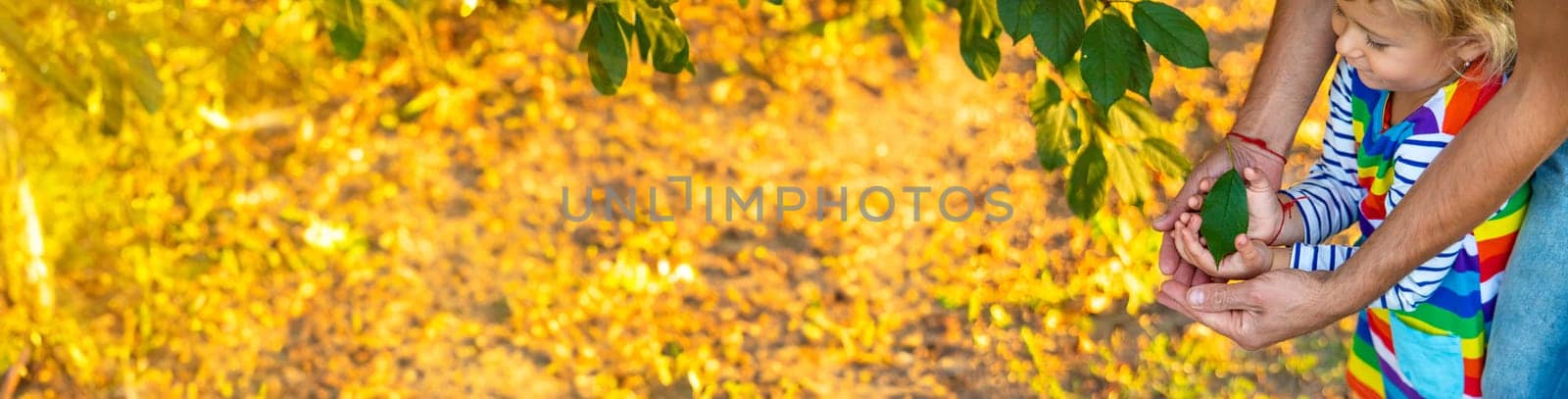 children and parents hold a piece of leaf in their hands. Selective focus. Kids.