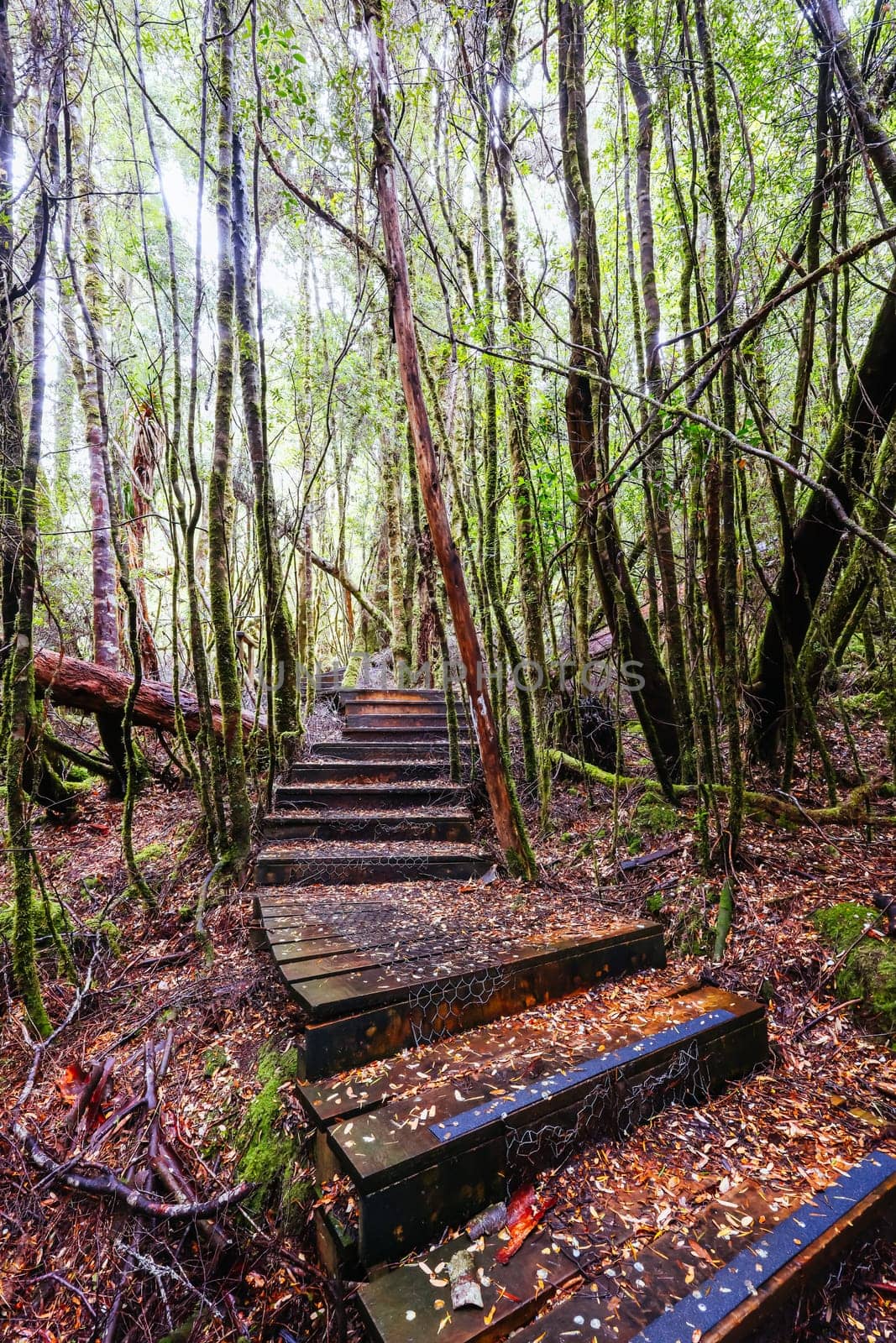 Creepy Crawly Trail in Tasmania Australia by FiledIMAGE