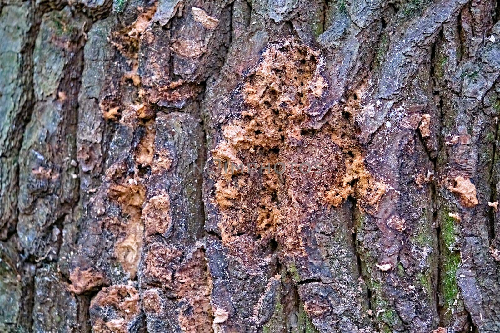 Damage on pine tree after beetles, macro photo by lempro