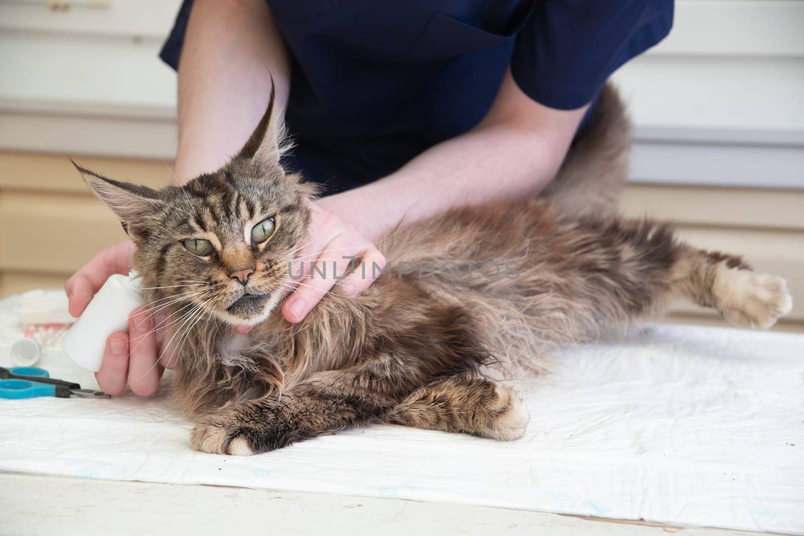 Young male veterinarian puts drops against ear mites into the ears of a Maine Coon cat by KaterinaDalemans