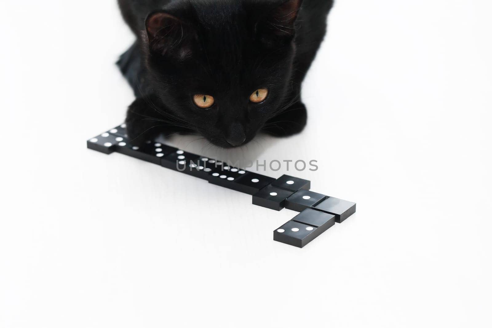 Kitten And Dominoes by kvkirillov