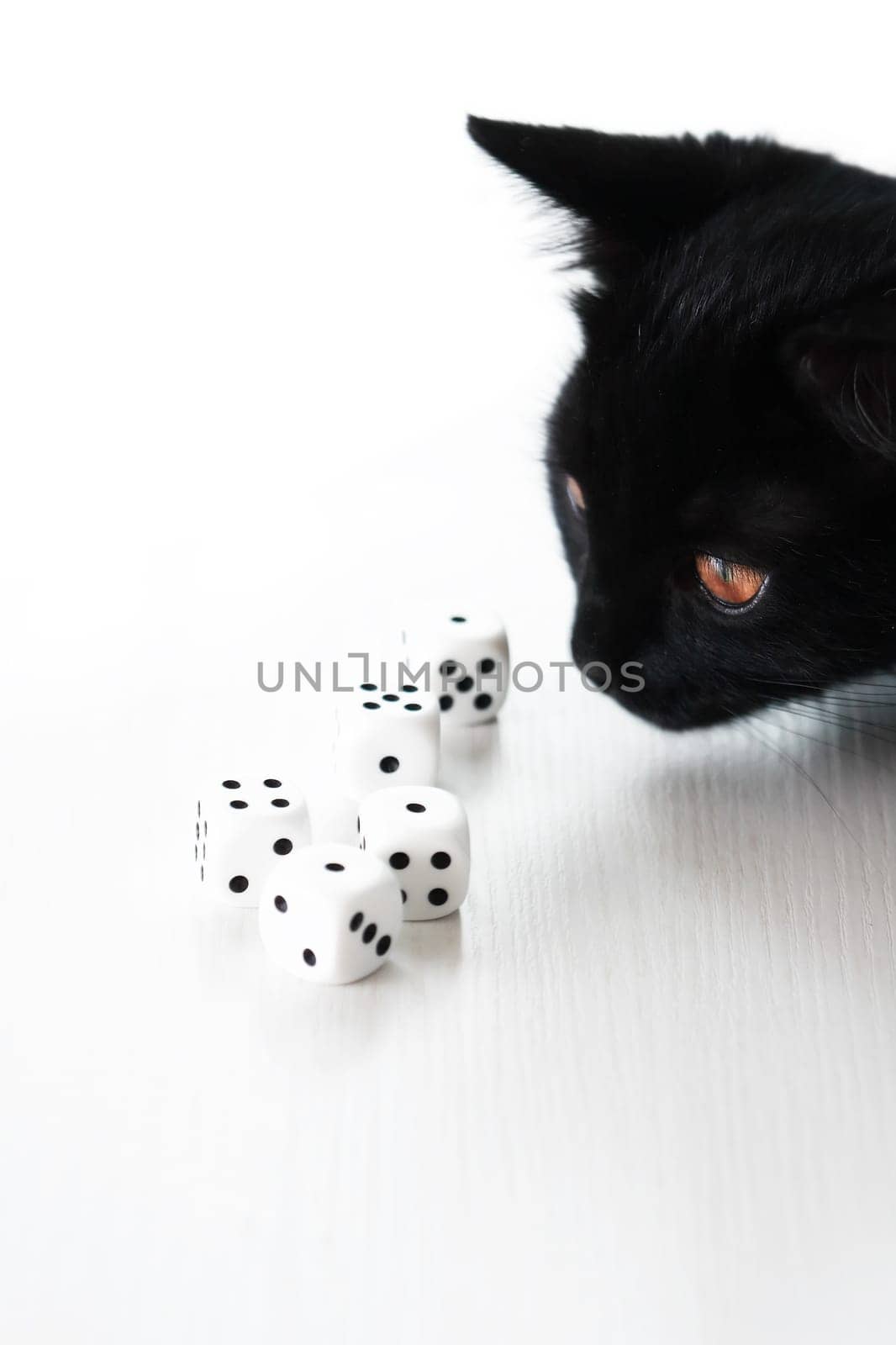 Kitten And Dice by kvkirillov