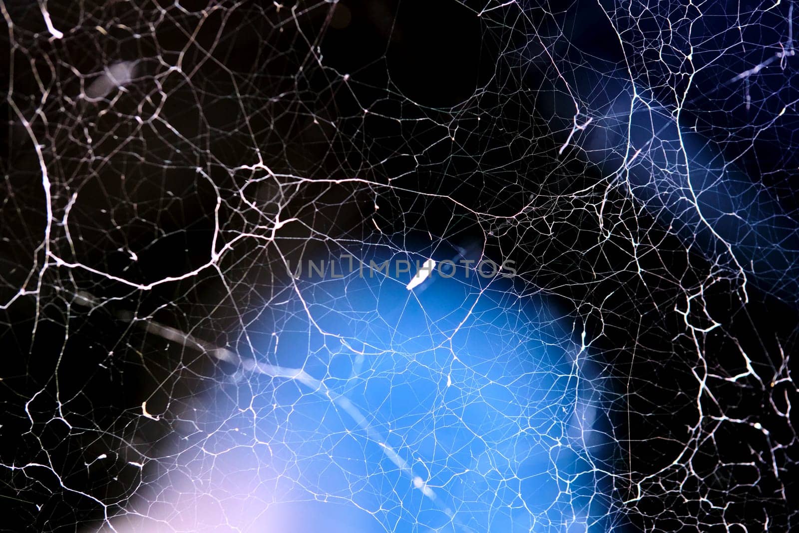 Beautiful spider web general plan color low light by lempro