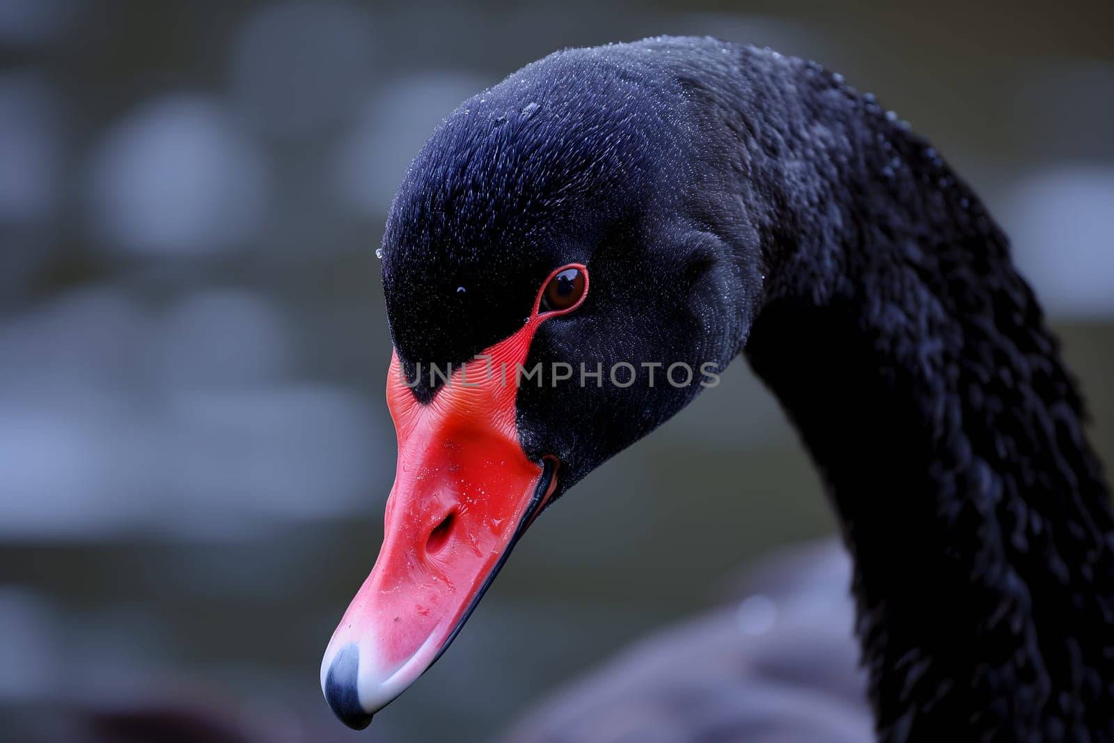 Black swan on water surface, close up. Neural network generated image. Not based on any actual scene or pattern.