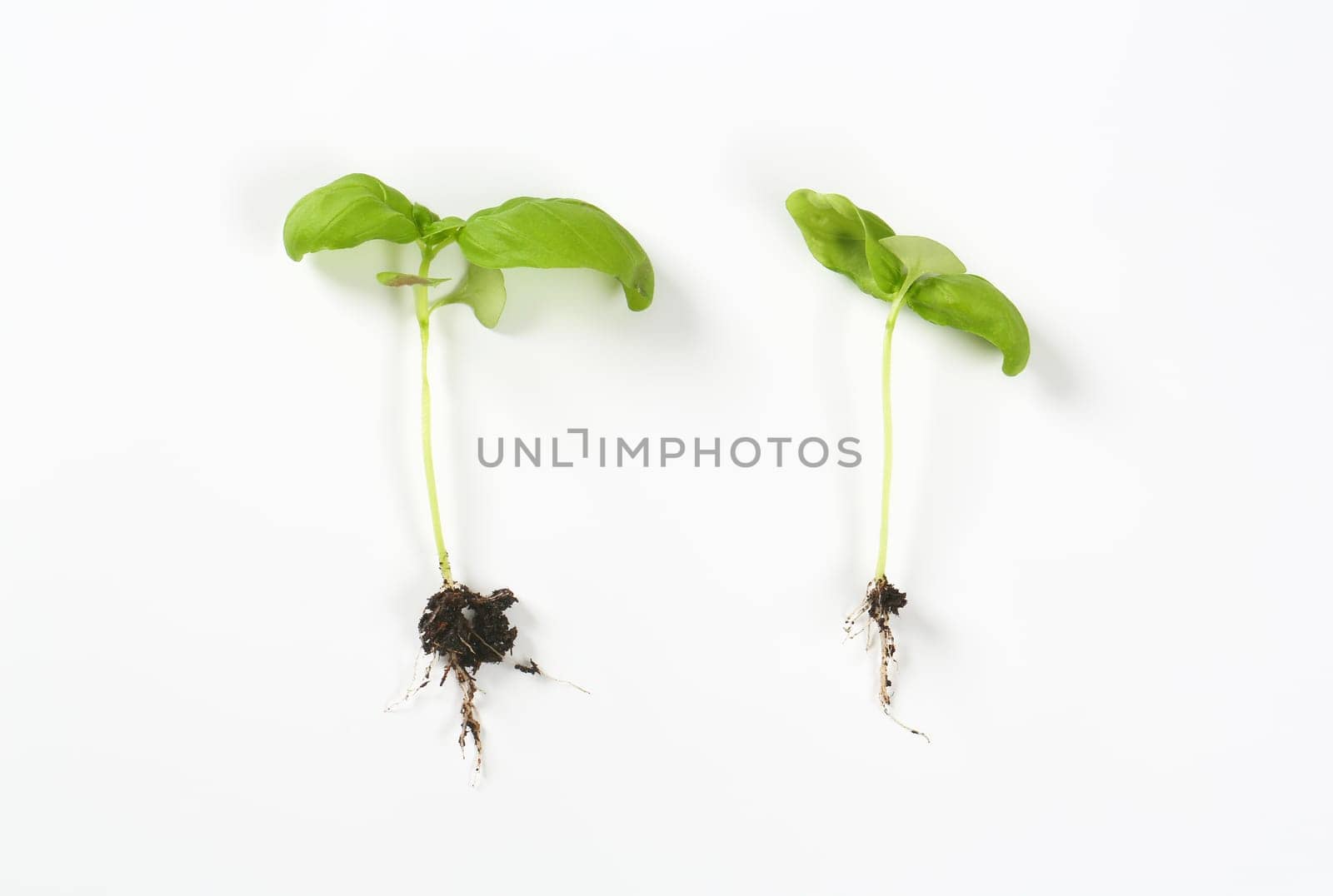 Two young basil plants with roots on white background