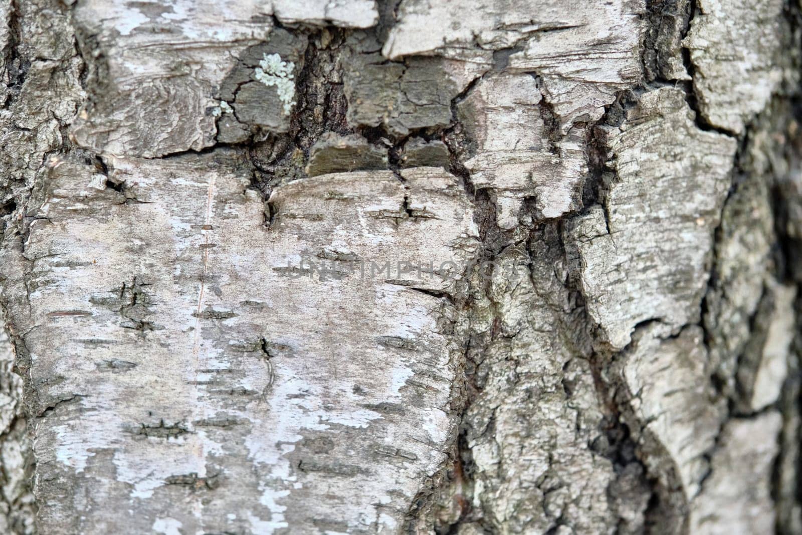 texture of birch bark macro color