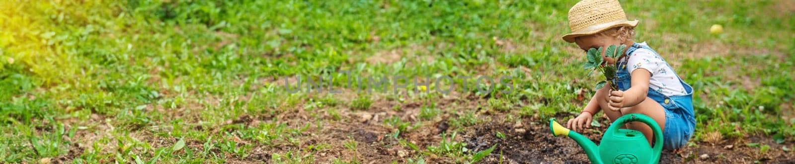 a child plants strawberries in the garden. Selective focus. nature.