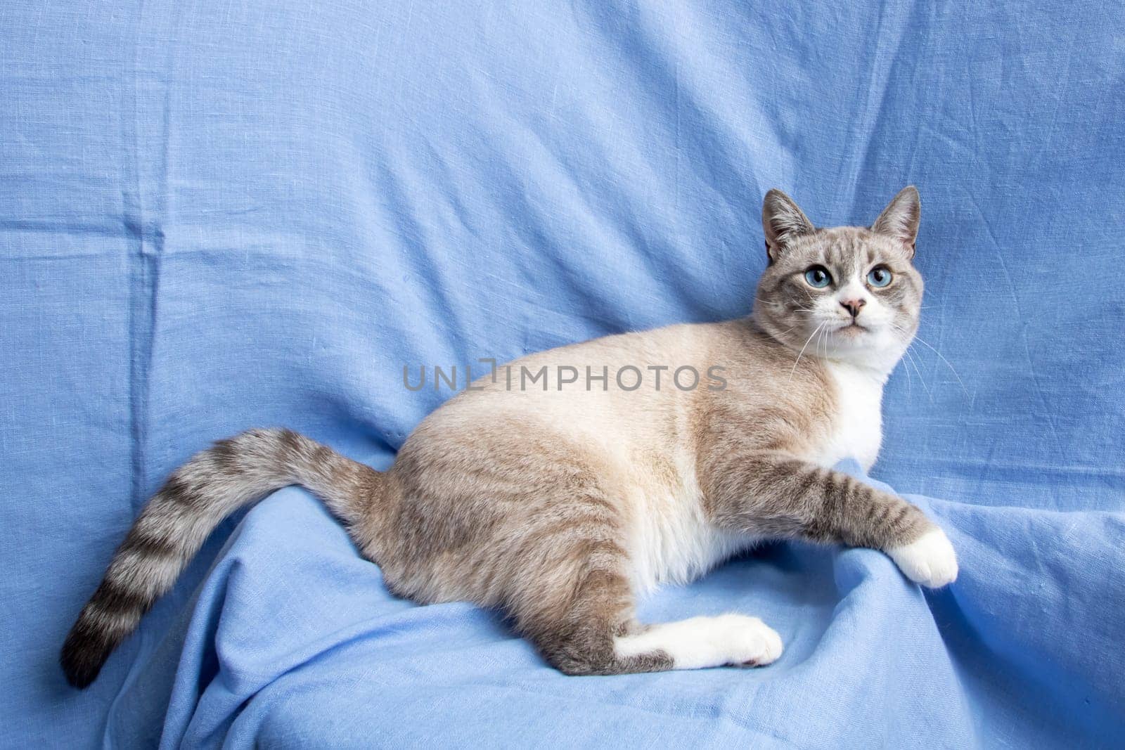 Gray cat with blue eyes portrait on blue background close up