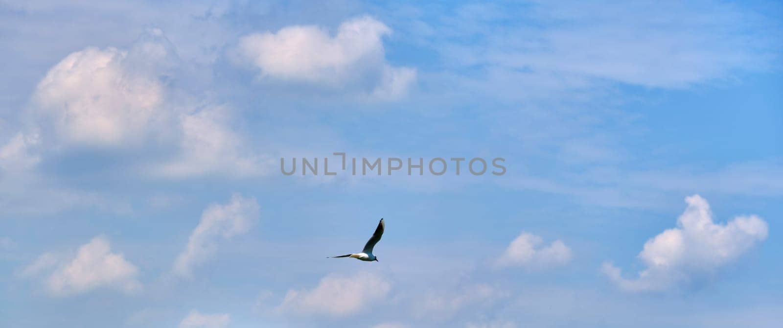 white seagull flies in the air against the blue sky color by lempro