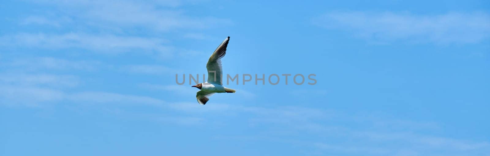 white seagull flies in the air against the blue sky color by lempro