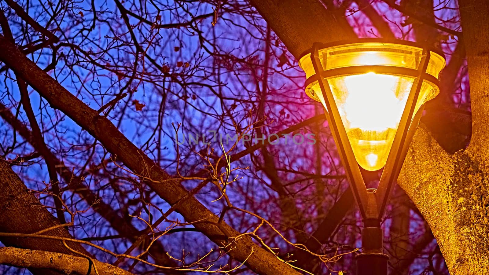 lamp in the park Trees at night. color. low light by lempro