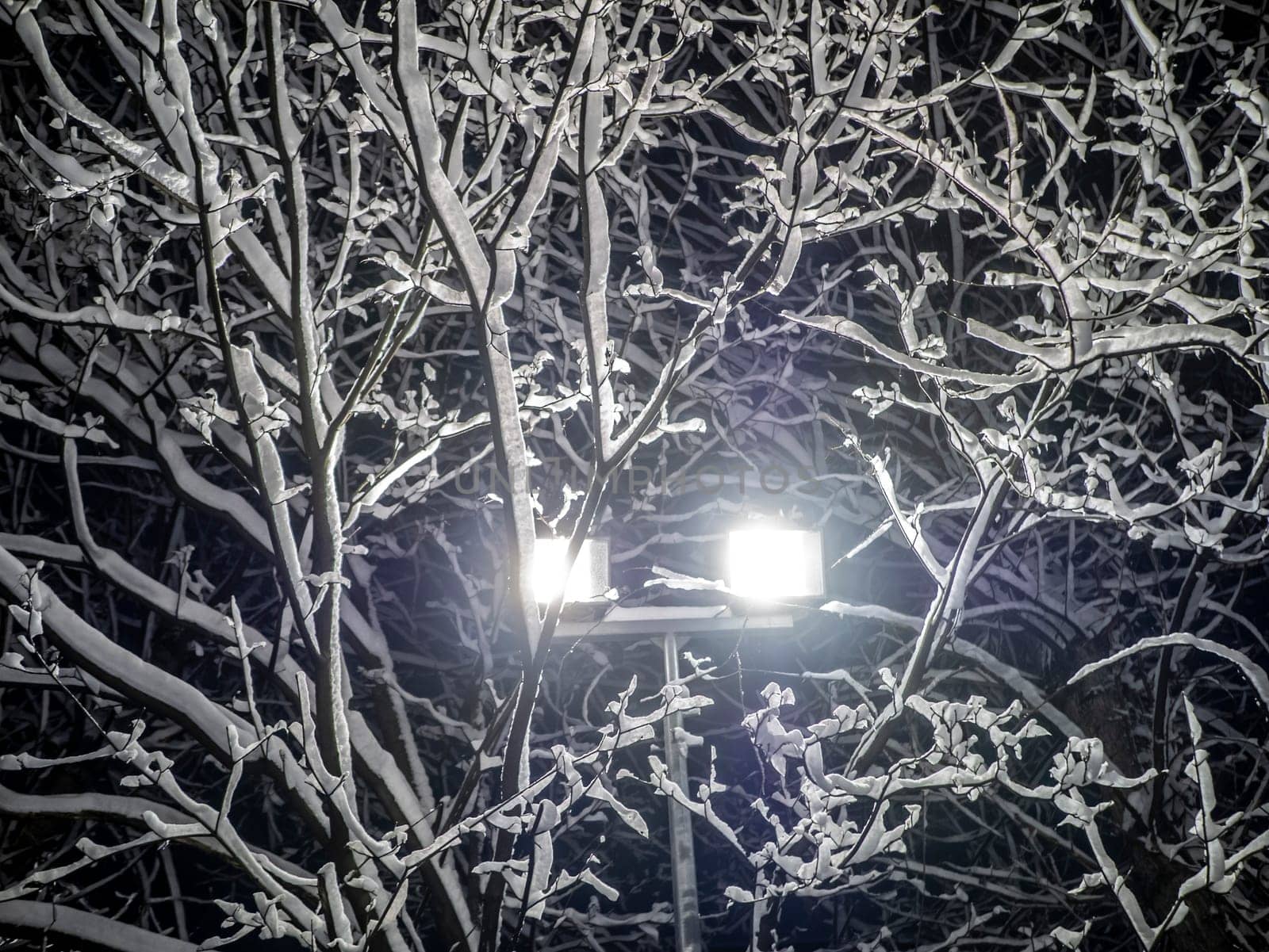 A snow-covered branch. Beautiful winter landscape with snow-covered trees on the background of a street light. evening photo by lempro