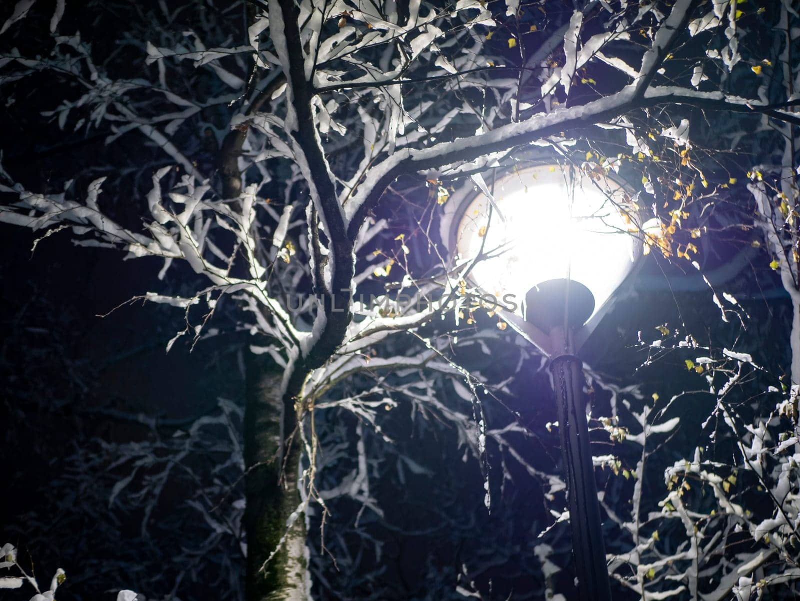 A snow-covered branch. Beautiful winter landscape with snow-covered trees.