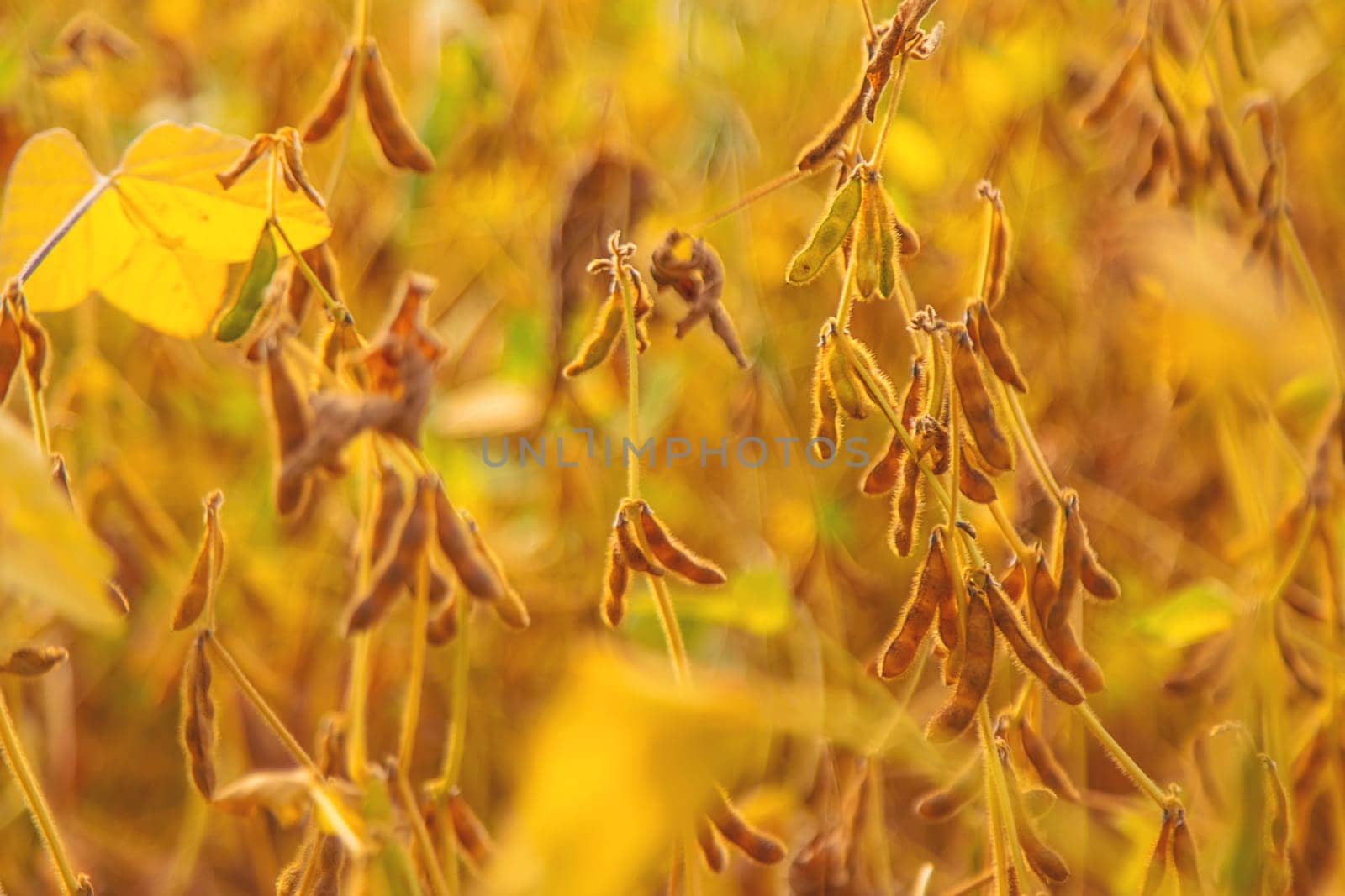 soybean grows on the field. Selective focus. by yanadjana