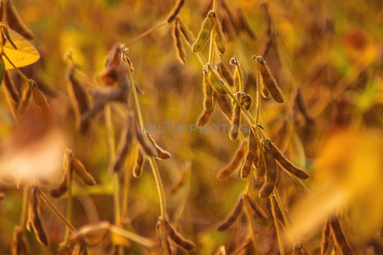 soybean grows on the field. Selective focus. by yanadjana