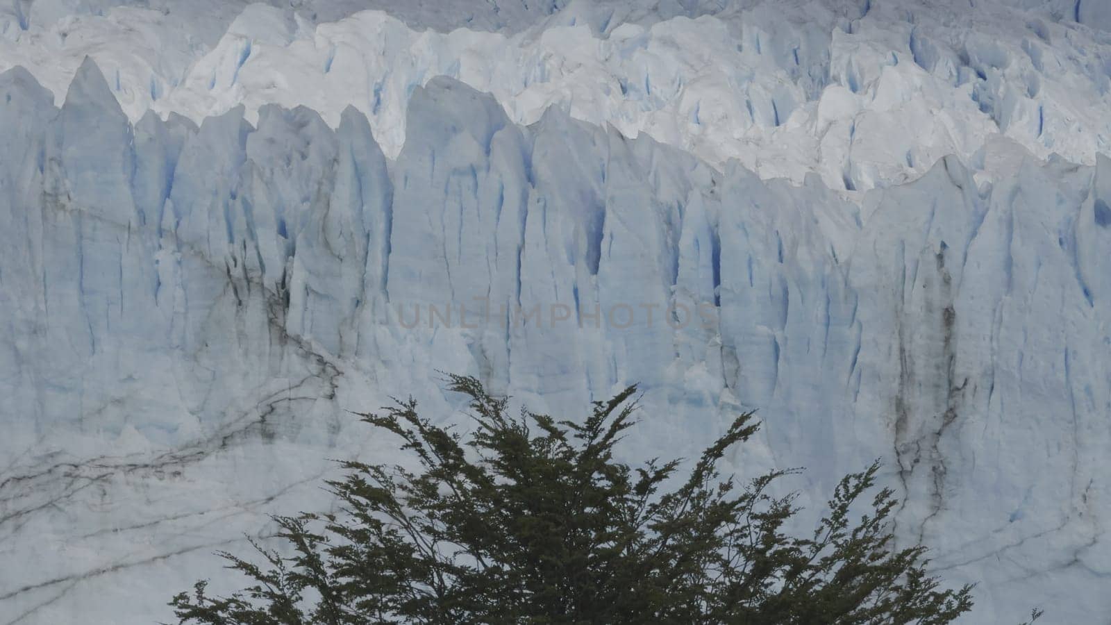 A green tree shudders against an icy glacier backdrop in slow-mo.