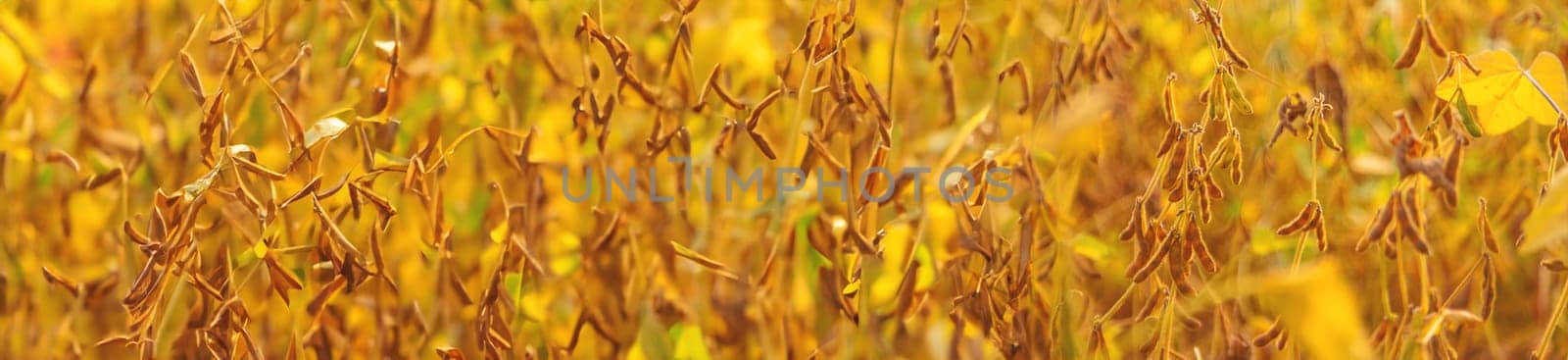 soybean grows on the field. Selective focus. nature.