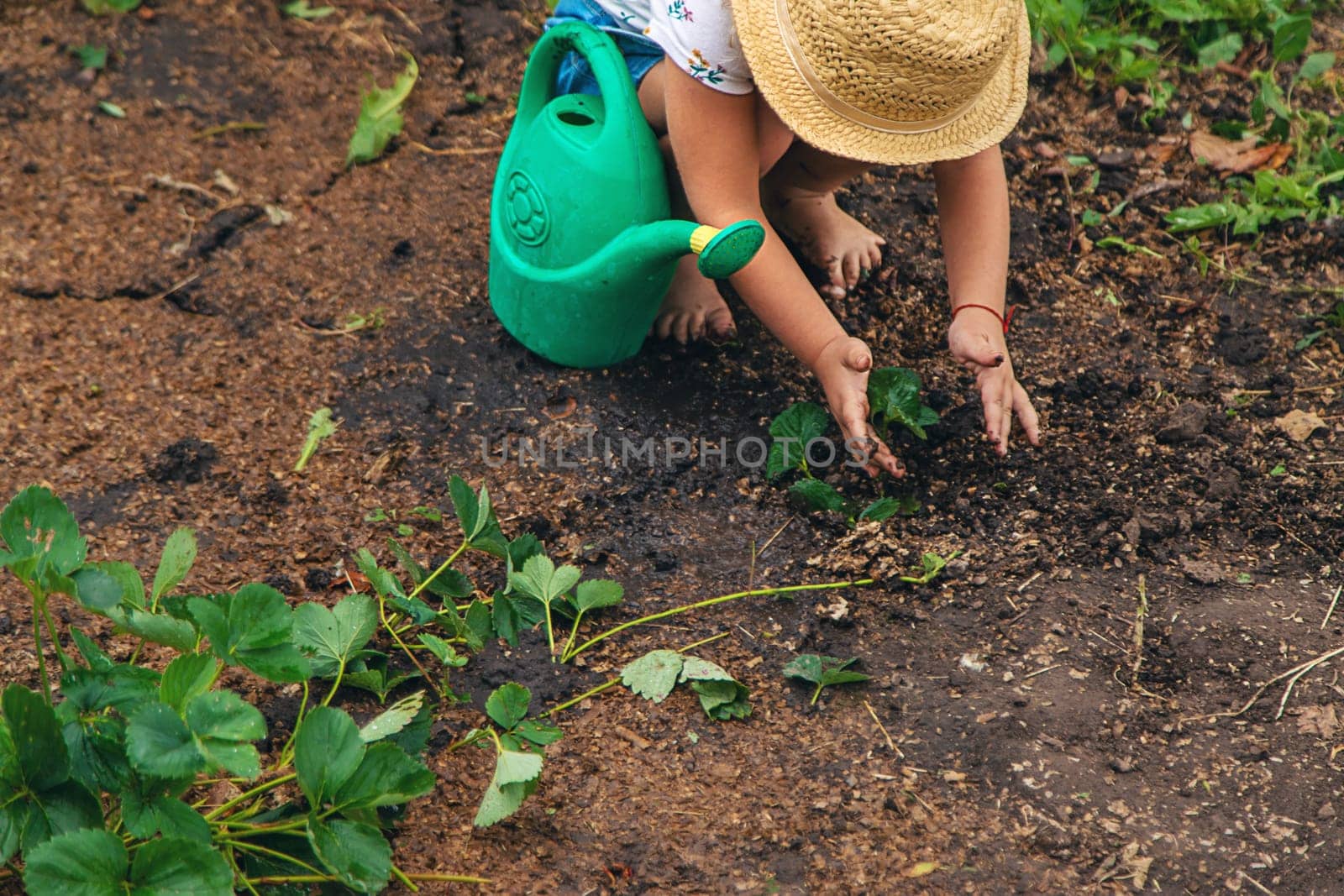 a child plants strawberries in the garden. Selective focus. nature.