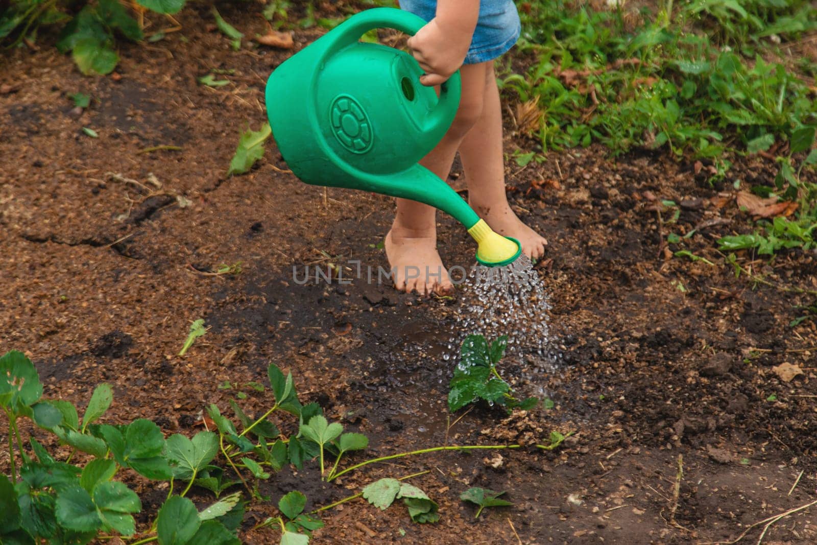 a child plants strawberries in the garden. Selective focus. by yanadjana