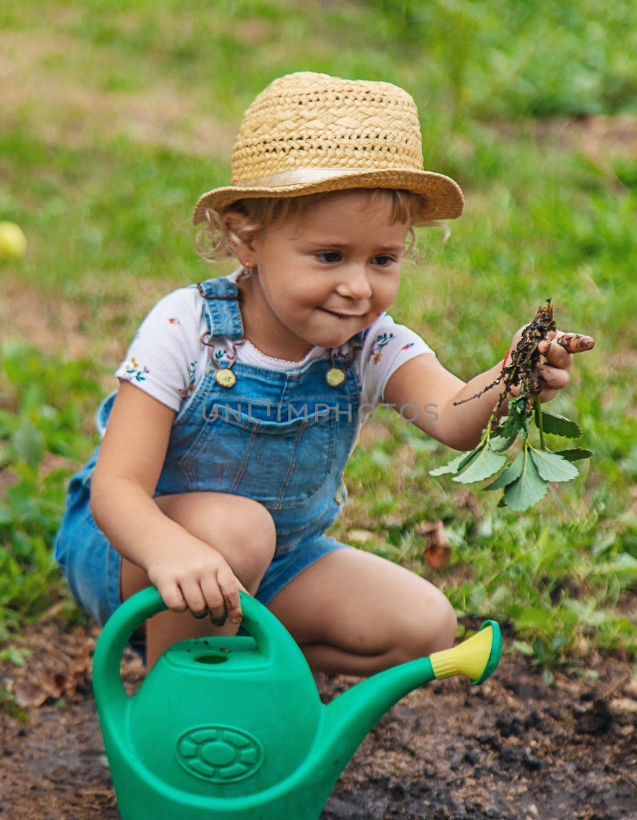 a child plants strawberries in the garden. Selective focus. by yanadjana