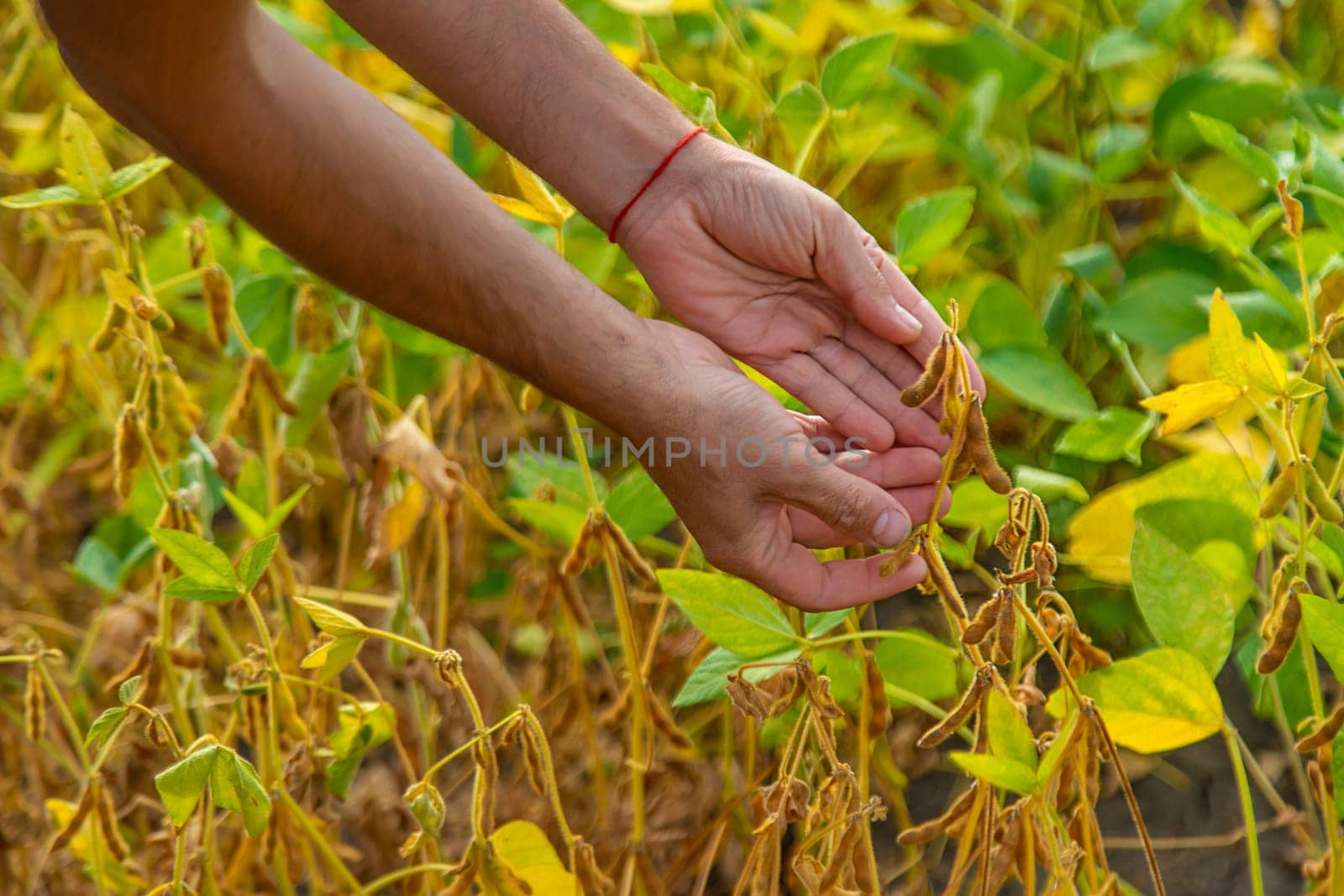 soybeans in the hands of a farmer on the field. Selective focus. by yanadjana