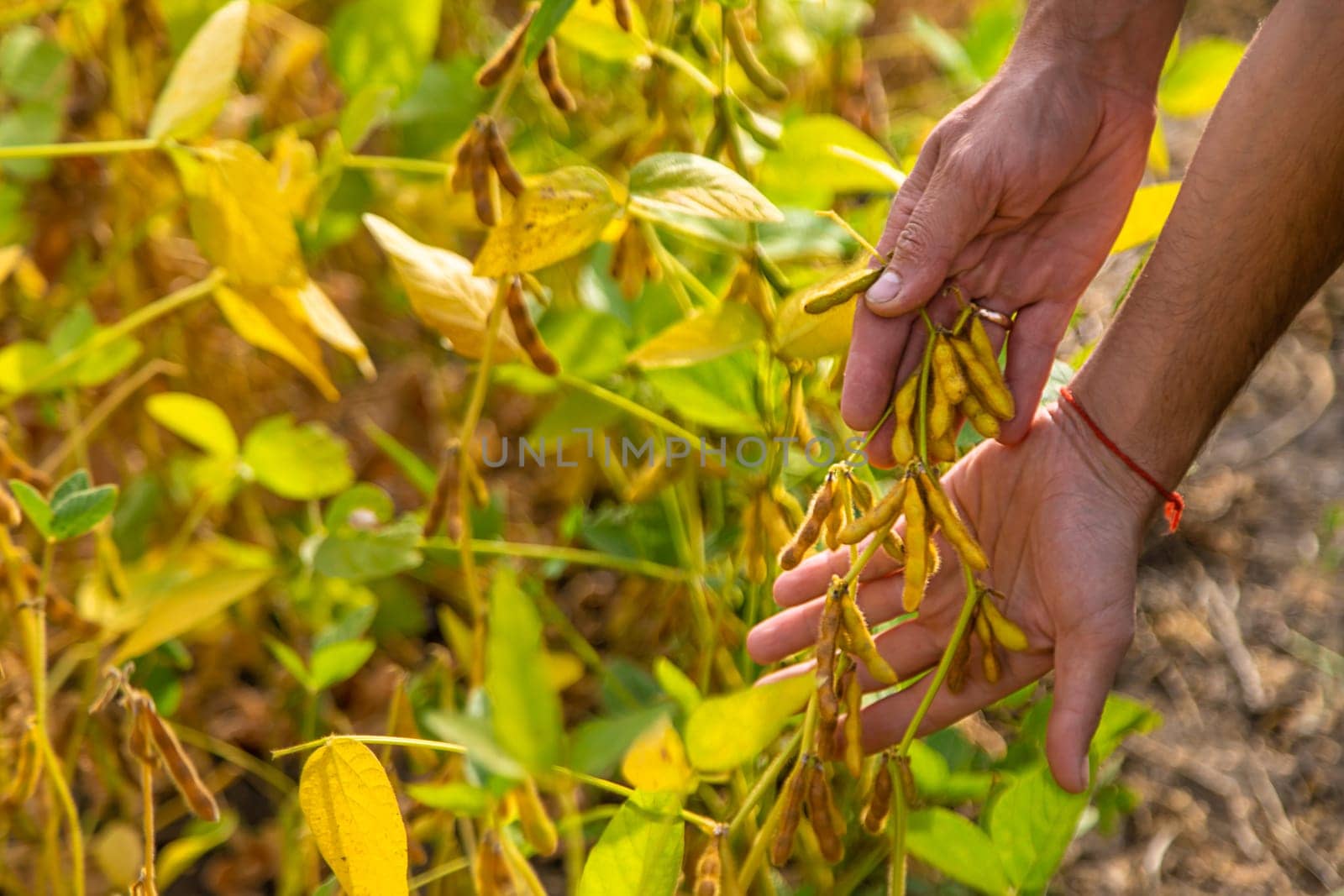 soybeans in the hands of a farmer on the field. Selective focus. by yanadjana