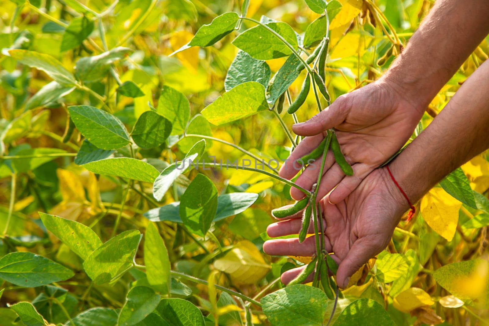 soybeans in the hands of a farmer on the field. Selective focus. Nature.