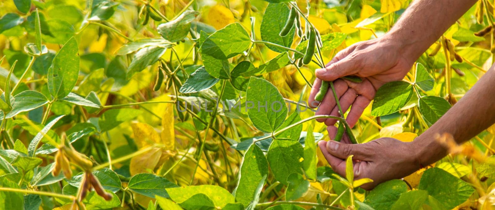 soybeans in the hands of a farmer on the field. Selective focus. Nature.