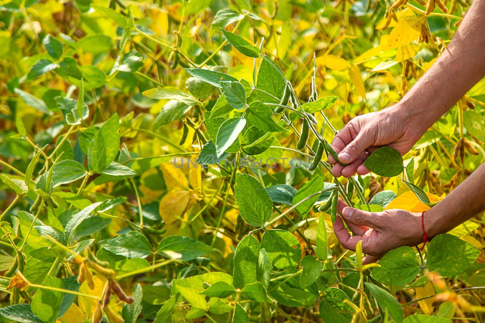 soybeans in the hands of a farmer on the field. Selective focus. Nature.