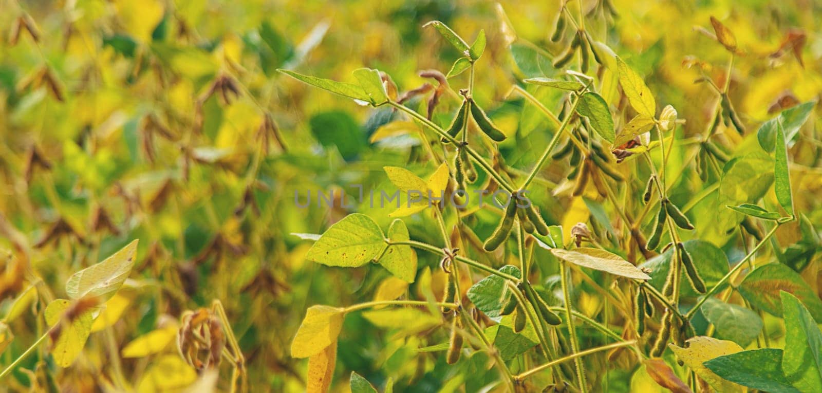 soybean grows on the field. Selective focus. nature.