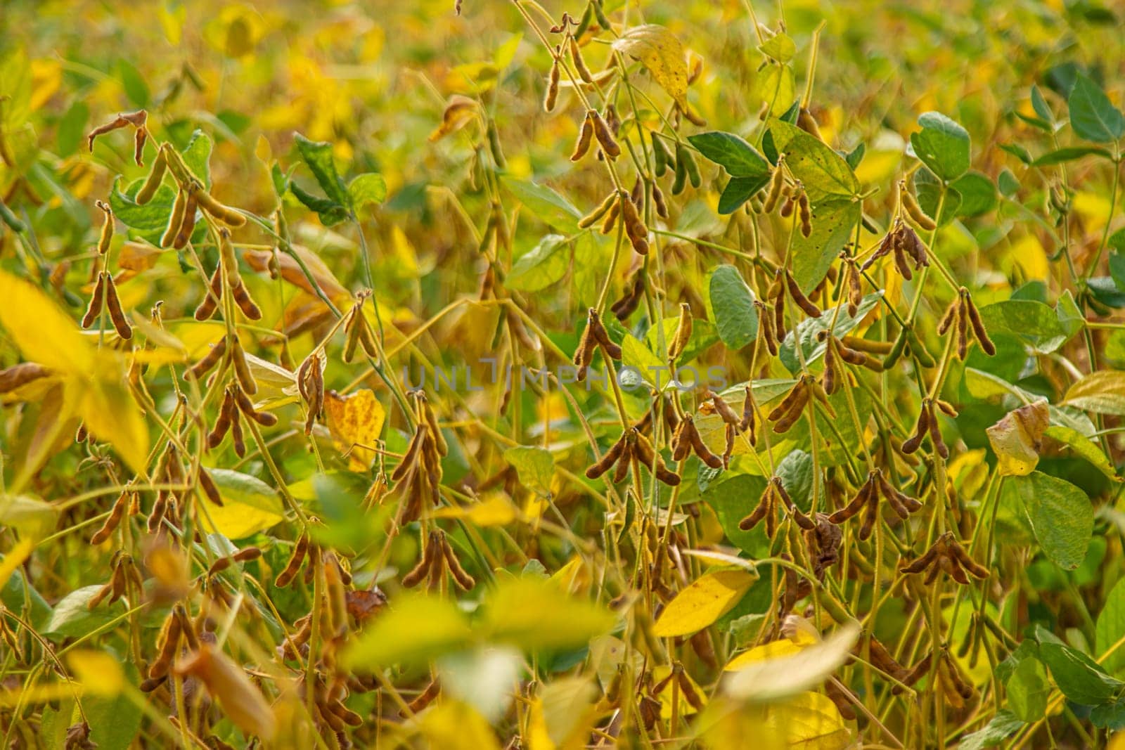 soybean grows on the field. Selective focus. by yanadjana