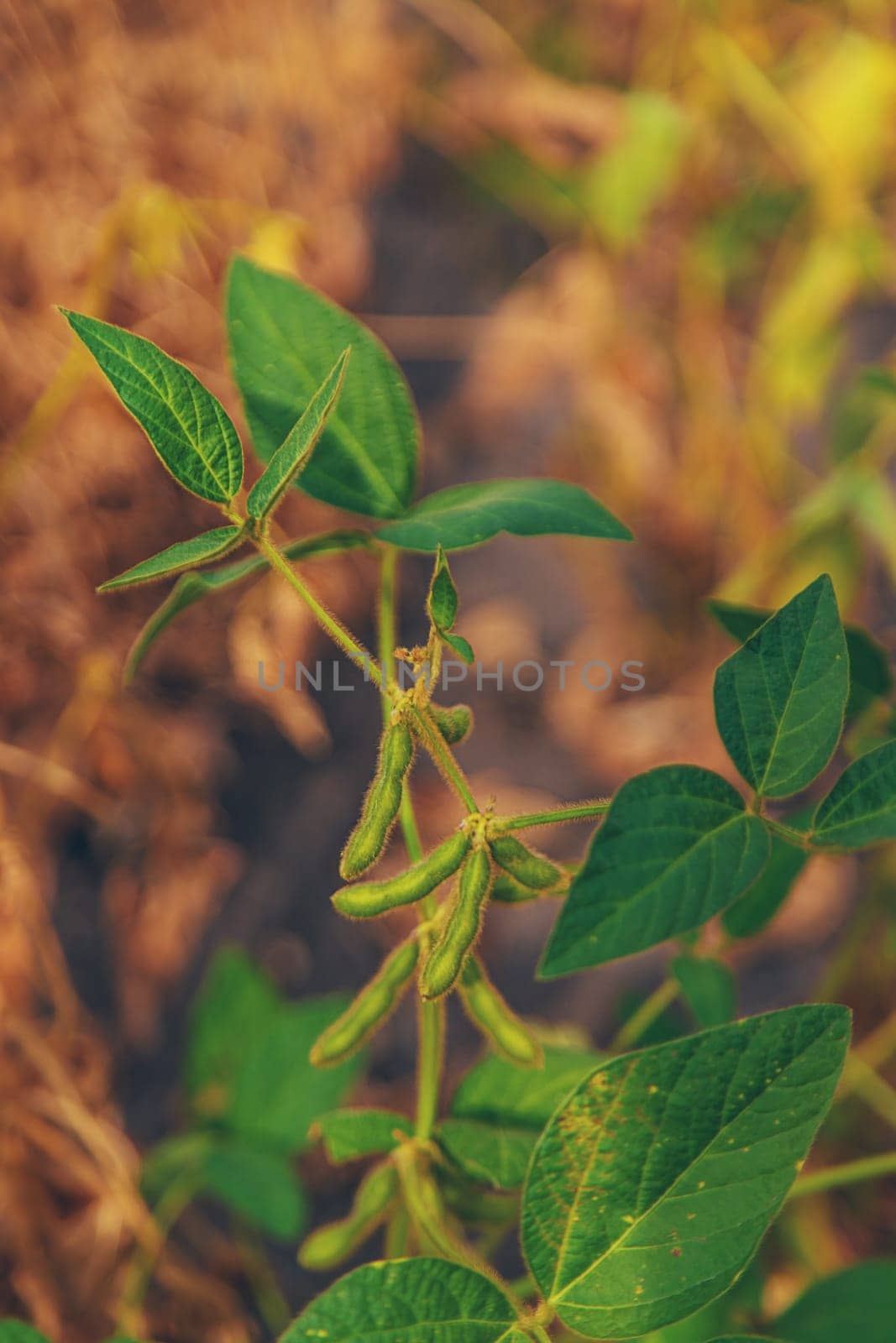 soybean grows on the field. Selective focus. nature.