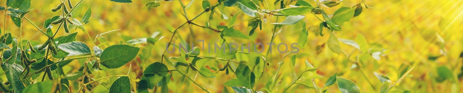 soybean grows on the field. Selective focus. by yanadjana