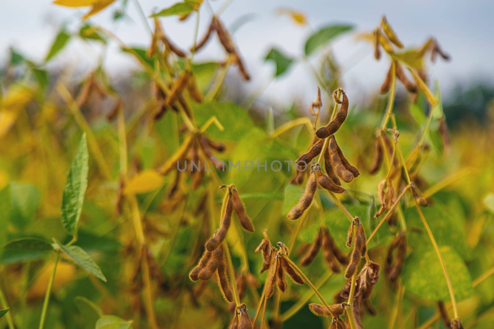 soybean grows on the field. Selective focus. nature.
