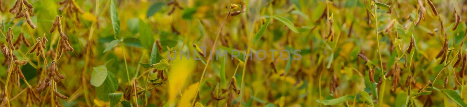 soybean grows on the field. Selective focus. by yanadjana