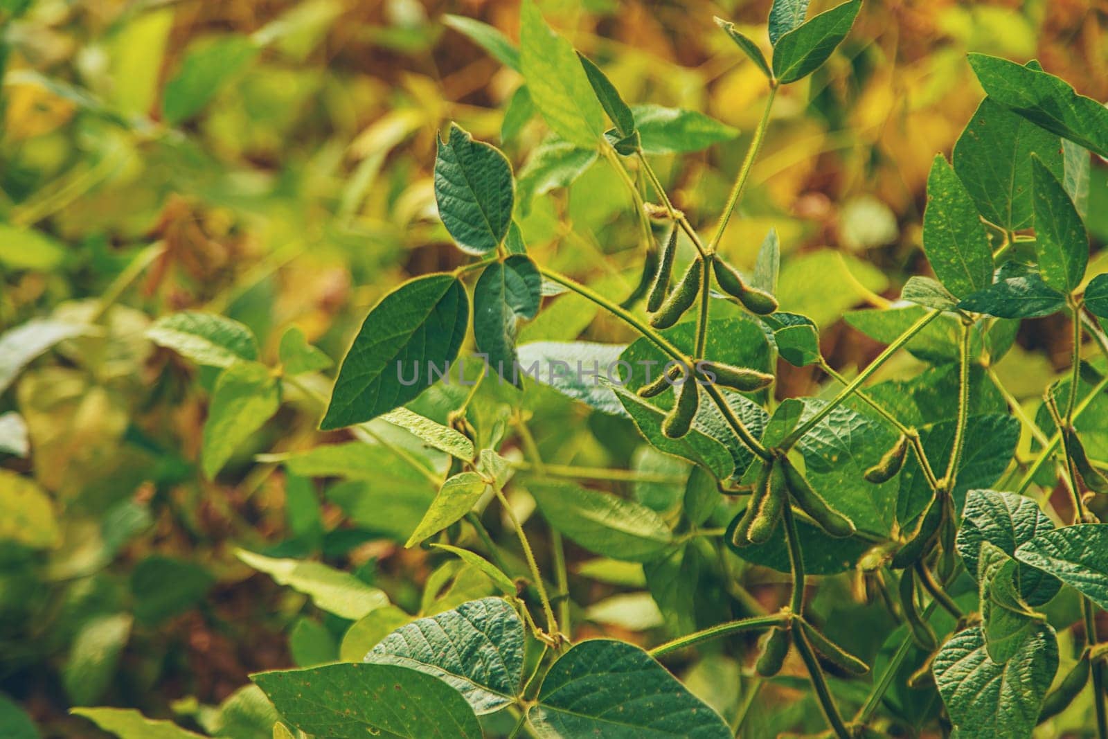 soybean grows on the field. Selective focus. by yanadjana
