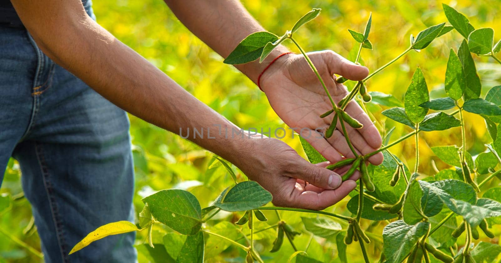 soybeans in the hands of a farmer on the field. Selective focus. Nature.