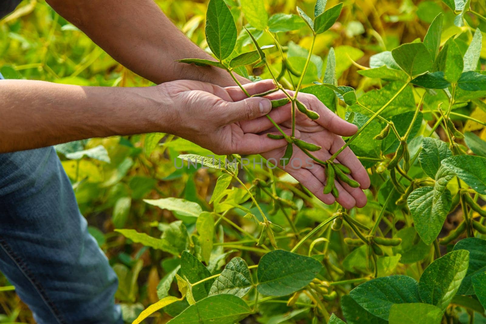 soybeans in the hands of a farmer on the field. Selective focus. by yanadjana