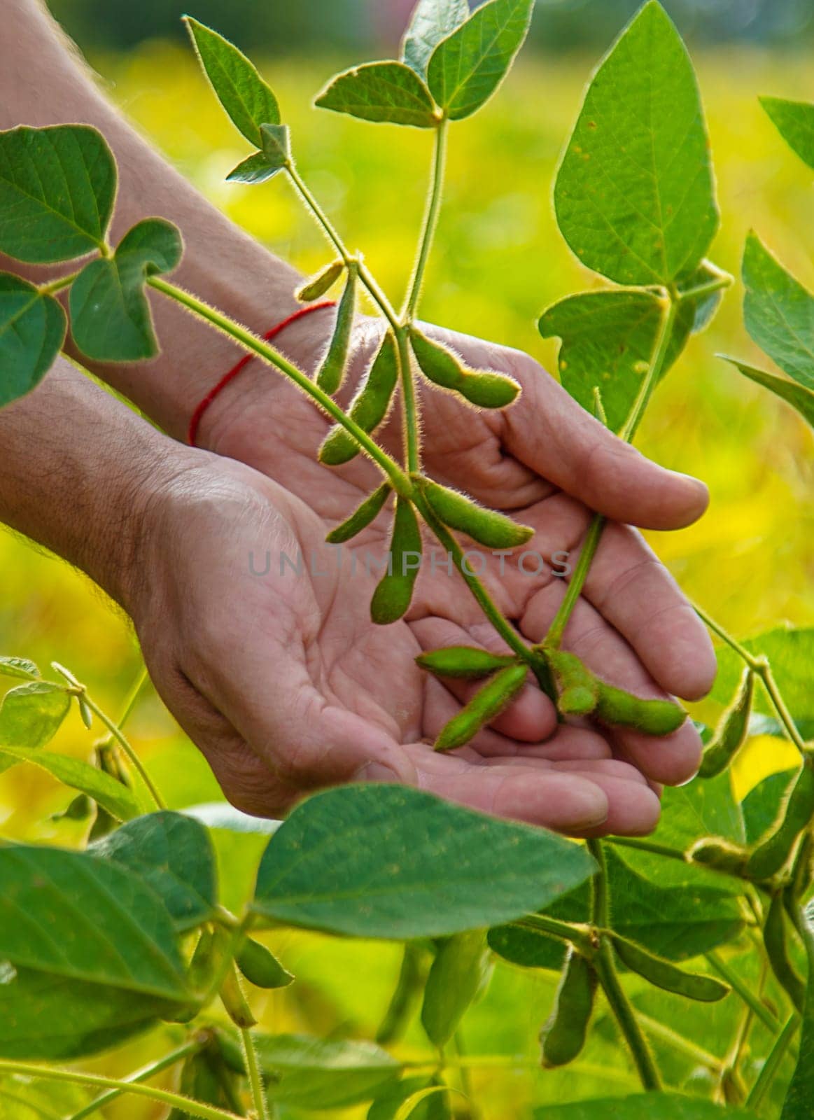 soybeans in the hands of a farmer on the field. Selective focus. by yanadjana