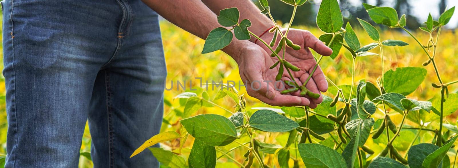 soybeans in the hands of a farmer on the field. Selective focus. by yanadjana