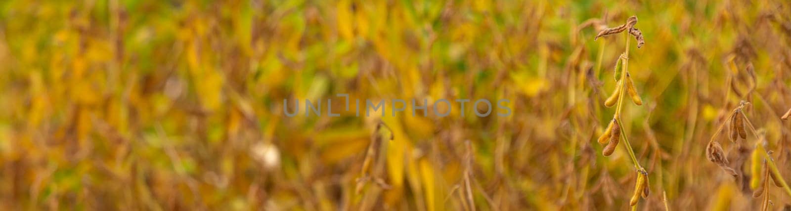 soybean grows on the field. Selective focus. by yanadjana