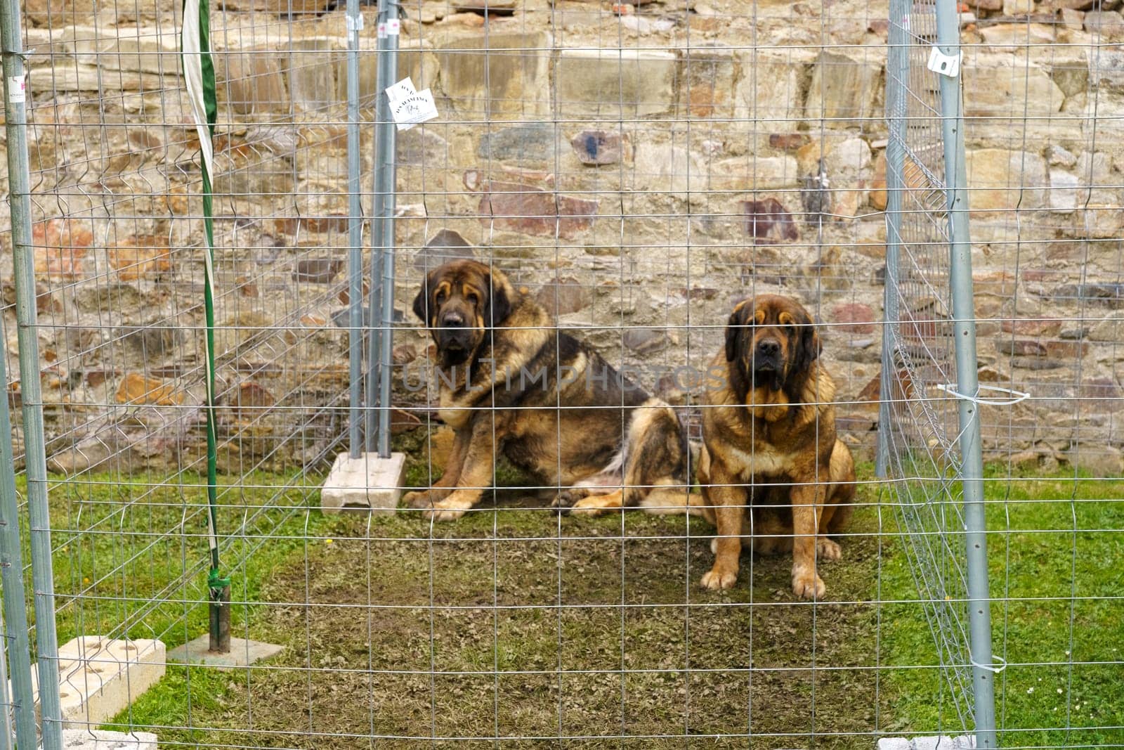 Two Large Dogs Sitting Behind a Wire Fence by Sd28DimoN_1976