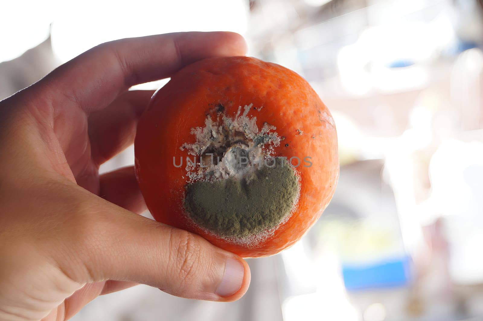 Close-up of a Hand Holding a Moldy Orange Against a Blurry Background