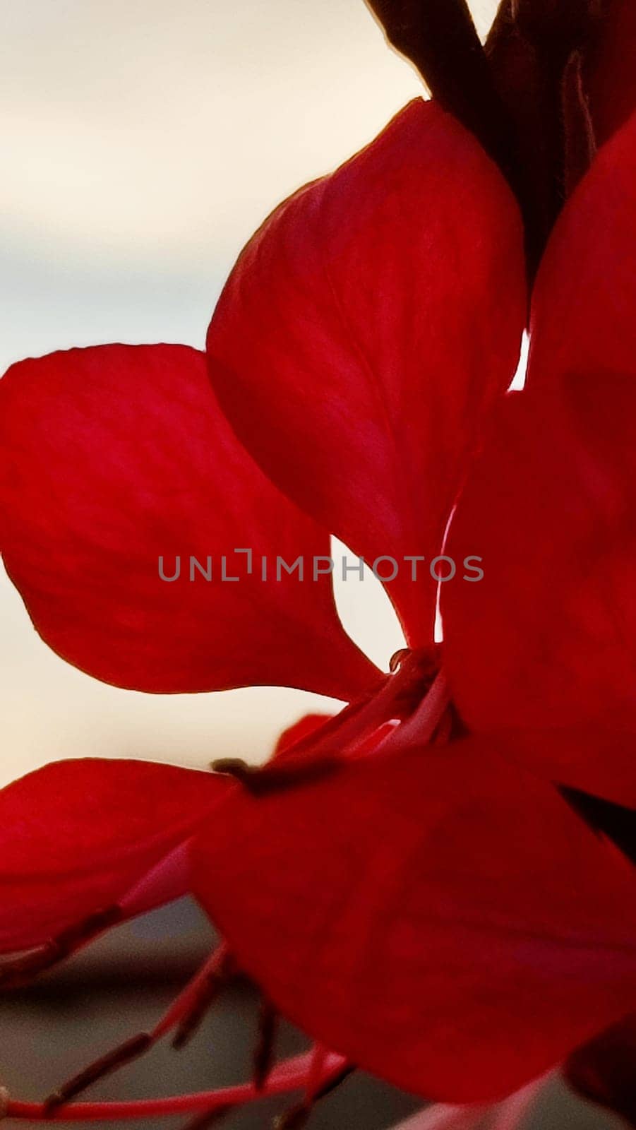 red scarlet petals flower, flora, botany plant. High quality photo